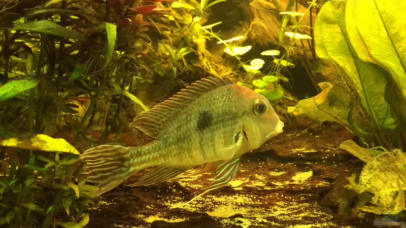 Besatz im Aquarium Geophagus Proximus von Captain Gü (64)