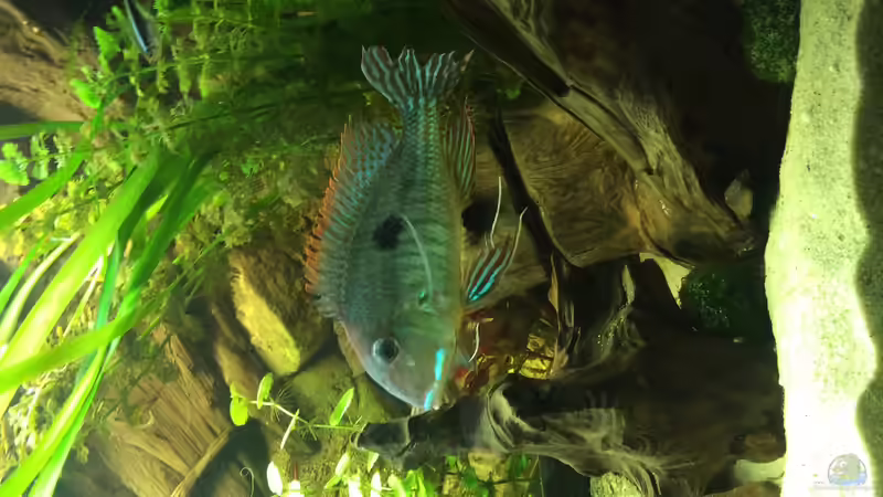 Besatz im Aquarium Geophagus Proximus von Captain Gü (66)