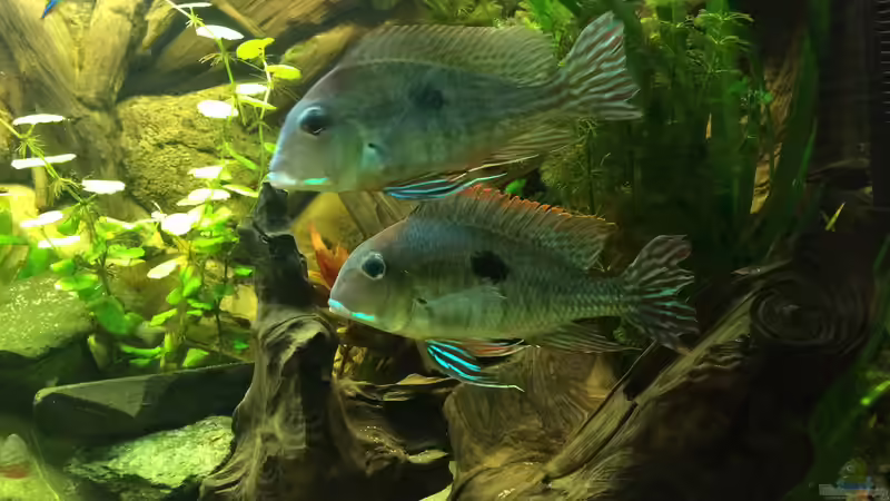 Besatz im Aquarium Geophagus Proximus von Captain Gü (67)