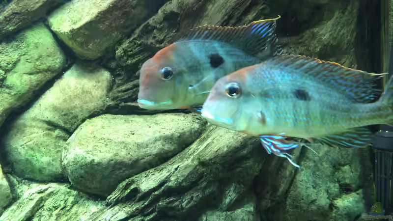 Besatz im Aquarium Geophagus Proximus von Captain Gü (69)