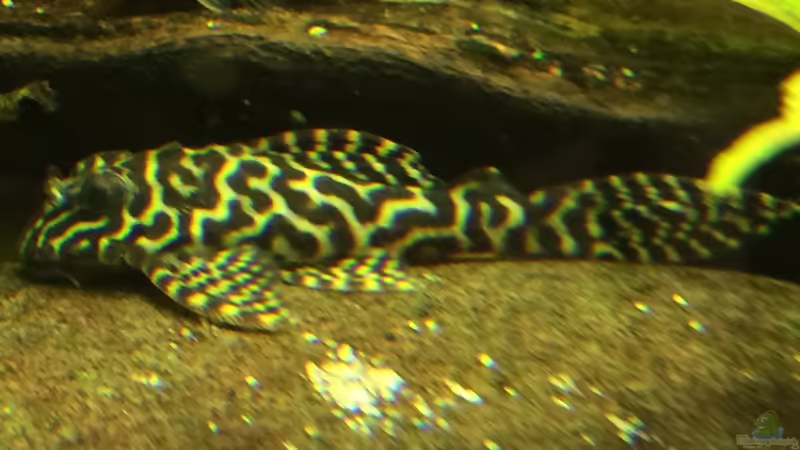 Besatz im Aquarium Geophagus Proximus von Captain Gü (71)