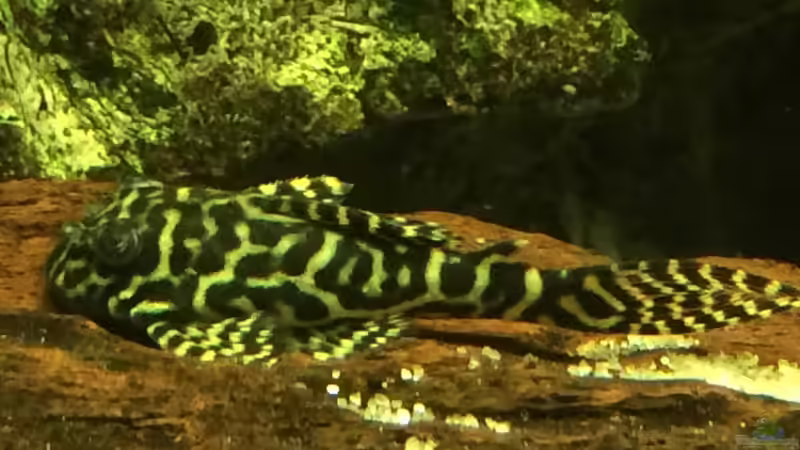 Besatz im Aquarium Geophagus Proximus von Captain Gü (73)