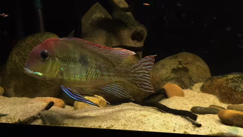 Besatz im Aquarium Geophagus tapajos Biotop von Strohhut. (18)