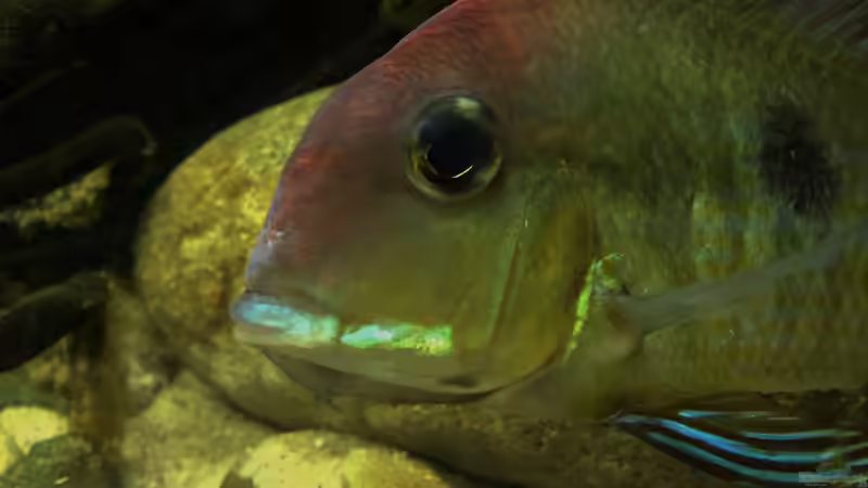Besatz im Aquarium Geophagus tapajos Biotop von Strohhut. (20)