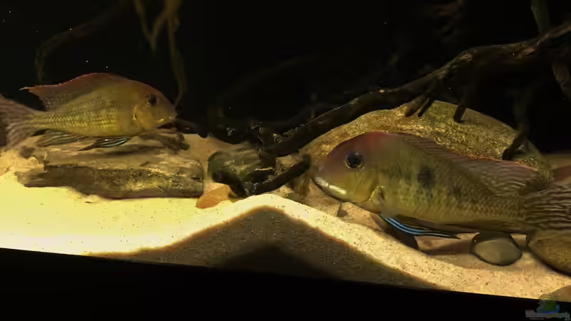 Besatz im Aquarium Geophagus tapajos Biotop von Strohhut. (21)