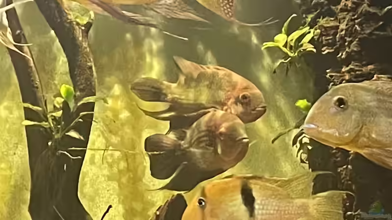 Besatz im Aquarium Geophagus von JonnyGranato (5)