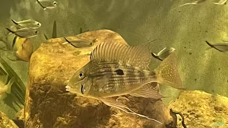 Besatz im Aquarium Geophagus von JonnyGranato (6)