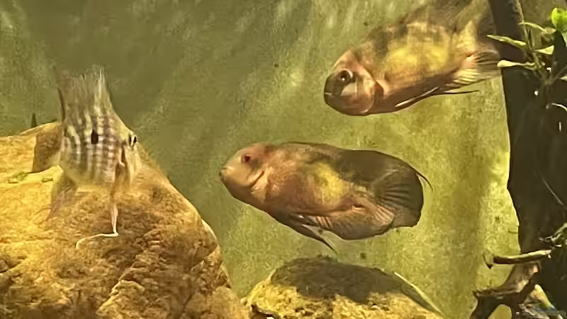 Besatz im Aquarium Geophagus von JonnyGranato (7)