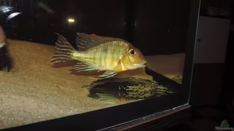 Besatz im Aquarium Geo´s Revier ( Aufgelöst ) von Fichte (16)