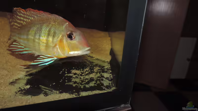 Besatz im Aquarium Geo´s Revier ( Aufgelöst ) von Fichte (18)