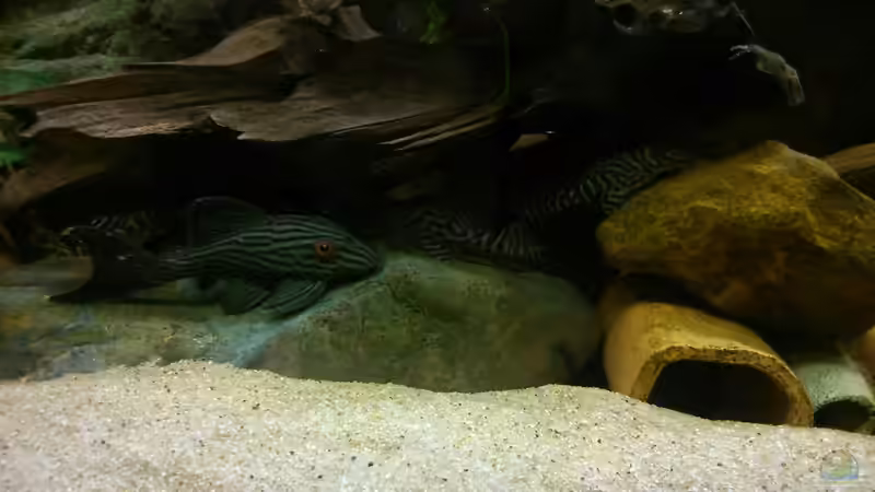 Besatz im Aquarium Geo´s Revier ( Aufgelöst ) von Fichte (19)