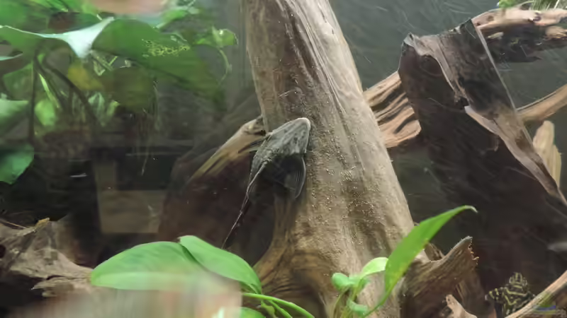 Besatz im Aquarium Geo´s Revier ( Aufgelöst ) von Fichte (21)