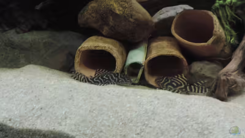 Besatz im Aquarium Geo´s Revier ( Aufgelöst ) von Fichte (24)