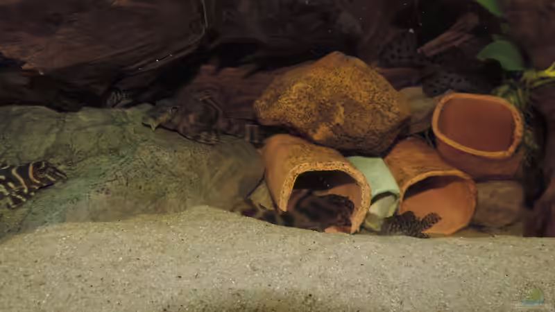 Besatz im Aquarium Geo´s Revier ( Aufgelöst ) von Fichte (25)