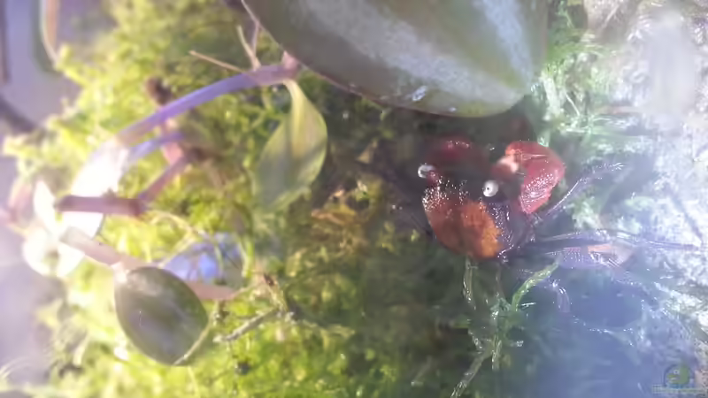 Besatz im Aquarium Geosesarma hagen Terrarium von Tobias Seiffert (5)