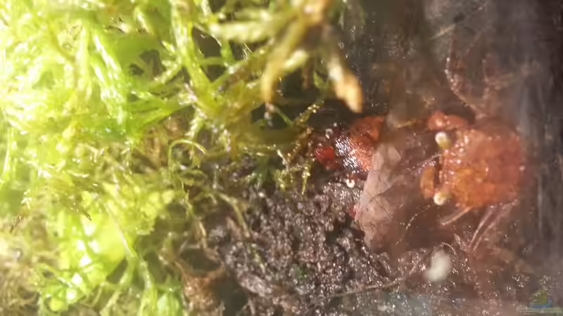 Besatz im Aquarium Geosesarma hagen Terrarium von Tobias Seiffert (6)