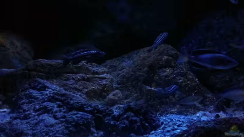 Besatz im Aquarium Geröllfeld von namaycushfreak (8)
