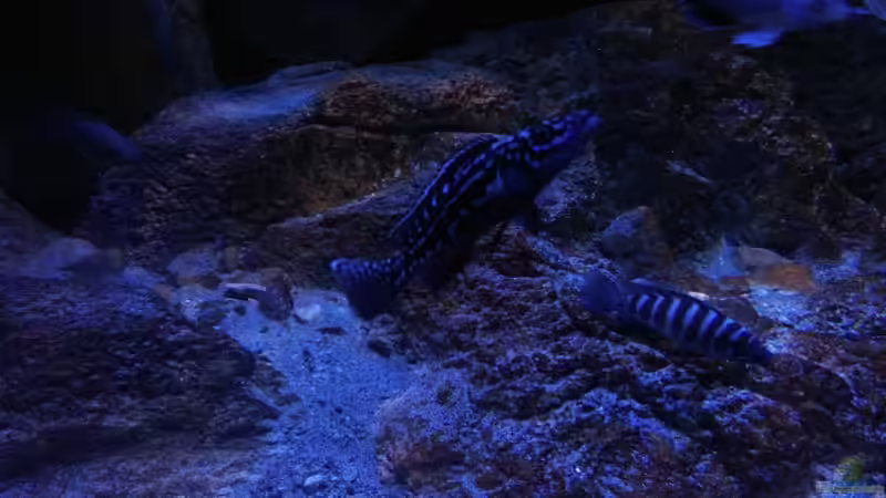 Besatz im Aquarium Geröllfeld von namaycushfreak (9)