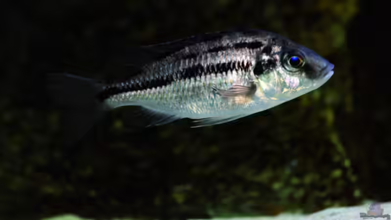 Besatz im Aquarium Geröllzone Malawi See von MalawiMartin (10)