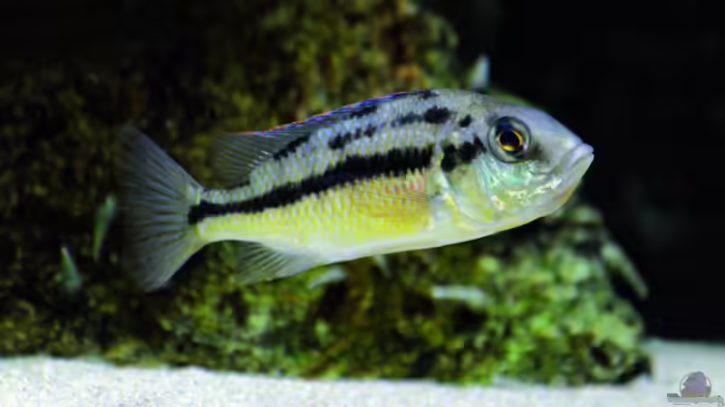 Besatz im Aquarium Geröllzone Malawi See von MalawiMartin (11)