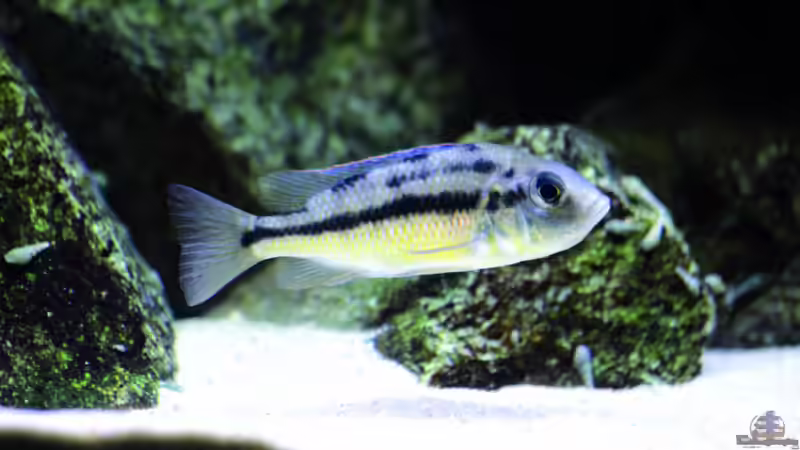 Besatz im Aquarium Geröllzone Malawi See von MalawiMartin (15)