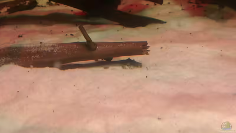 Besatz im Aquarium Gesellschafftsbecken Südamerika(nur noch als Bsp.) von Biffty (101)