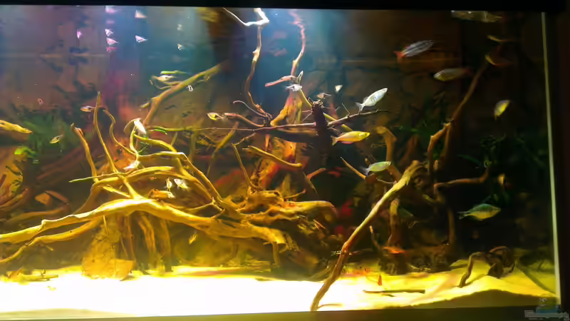 Besatz im Aquarium Gesellschafftsbecken Südamerika(nur noch als Bsp.) von Biffty (102)