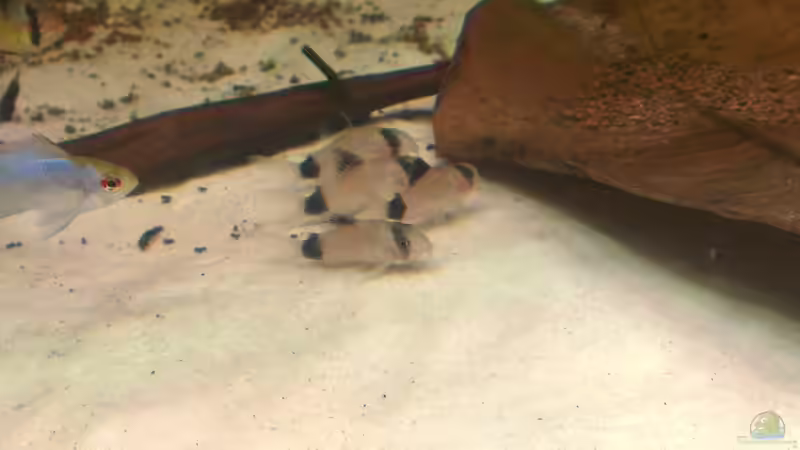 Besatz im Aquarium Gesellschafftsbecken Südamerika(nur noch als Bsp.) von Biffty (103)