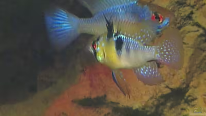 Besatz im Aquarium Gesellschafftsbecken Südamerika(nur noch als Bsp.) von Biffty (104)