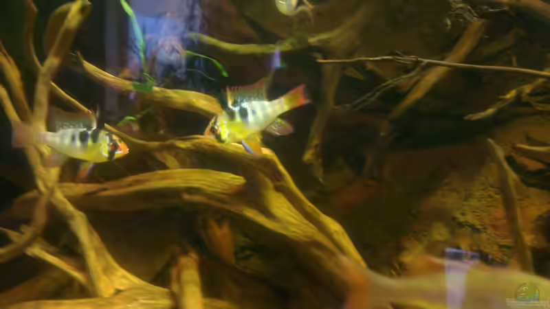 Besatz im Aquarium Gesellschafftsbecken Südamerika(nur noch als Bsp.) von Biffty (105)