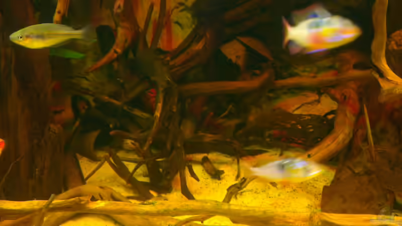 Besatz im Aquarium Gesellschafftsbecken Südamerika(nur noch als Bsp.) von Biffty (106)