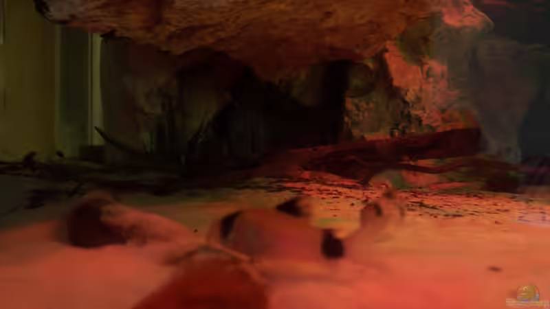 Besatz im Aquarium Gesellschafftsbecken Südamerika(nur noch als Bsp.) von Biffty (107)