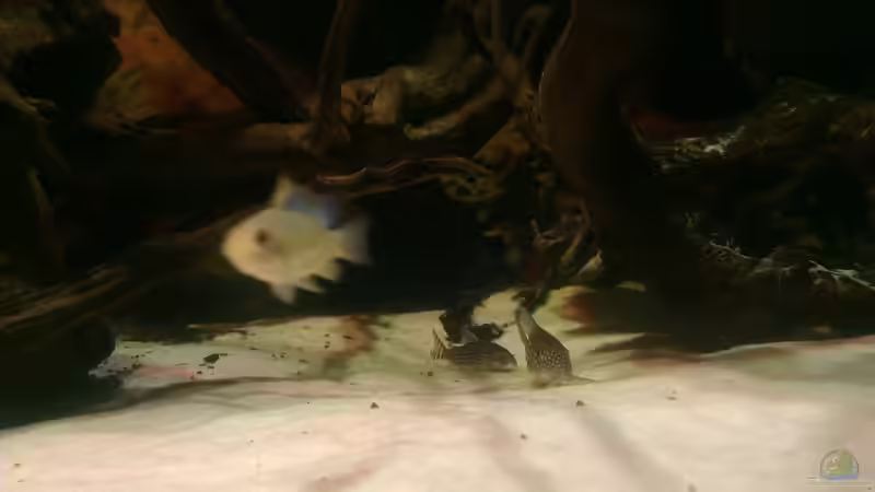 Besatz im Aquarium Gesellschafftsbecken Südamerika(nur noch als Bsp.) von Biffty (108)