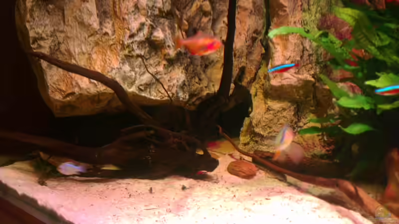 Besatz im Aquarium Gesellschafftsbecken Südamerika(nur noch als Bsp.) von Biffty (109)