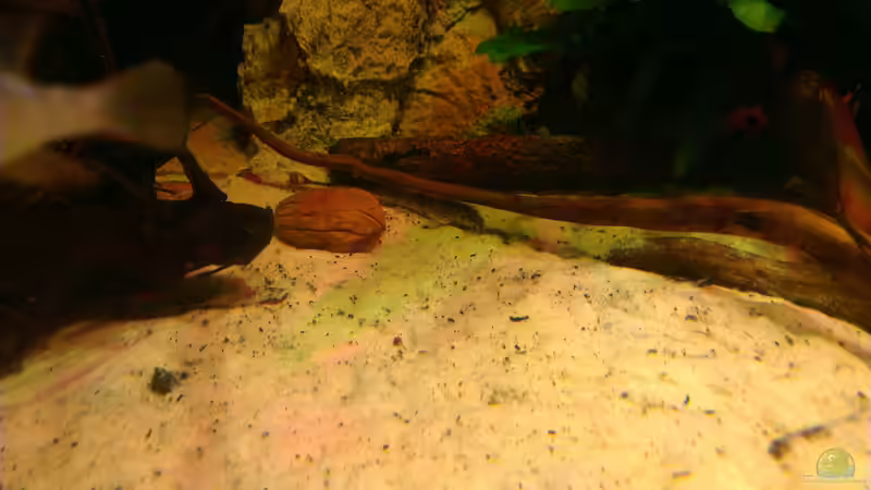 Besatz im Aquarium Gesellschafftsbecken Südamerika(nur noch als Bsp.) von Biffty (110)