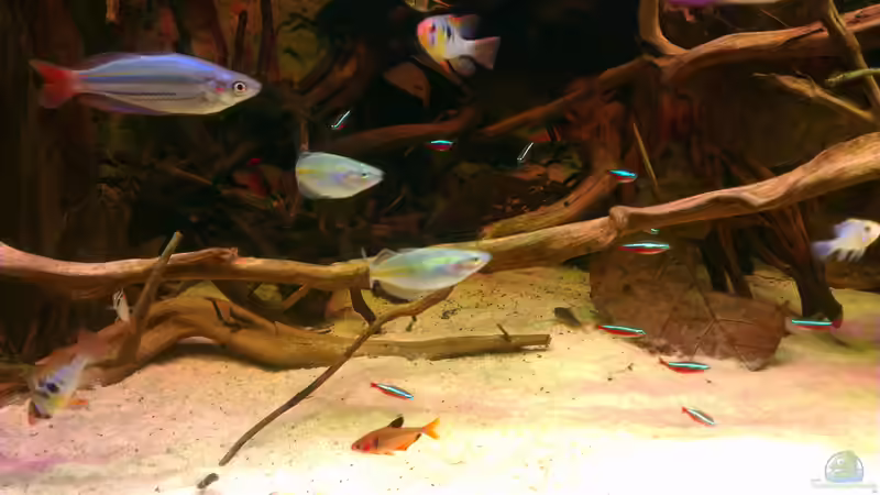 Besatz im Aquarium Gesellschafftsbecken Südamerika(nur noch als Bsp.) von Biffty (112)