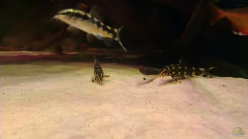 Besatz im Aquarium Gesellschafftsbecken Südamerika(nur noch als Bsp.) von Biffty (114)