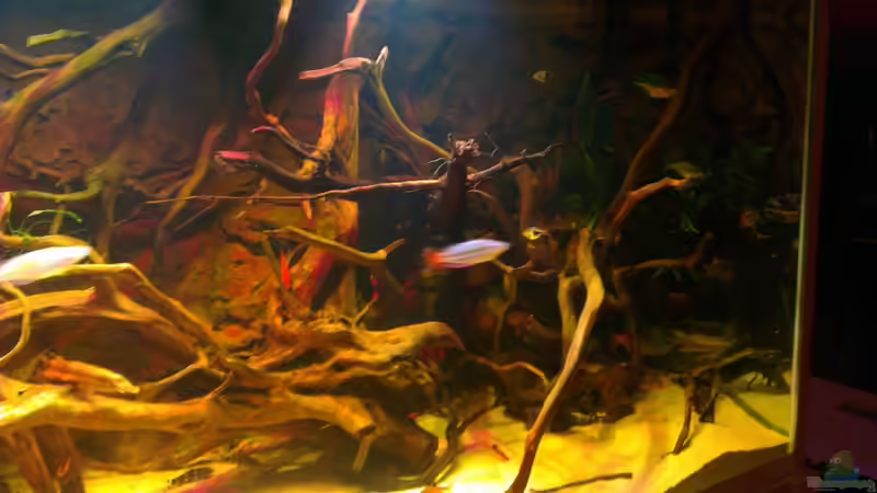 Besatz im Aquarium Gesellschafftsbecken Südamerika(nur noch als Bsp.) von Biffty (115)