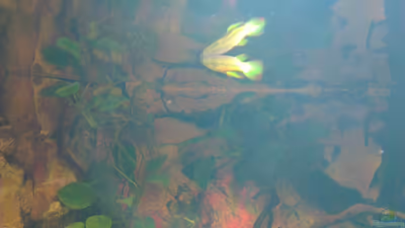 Besatz im Aquarium Gesellschafftsbecken Südamerika(nur noch als Bsp.) von Biffty (117)