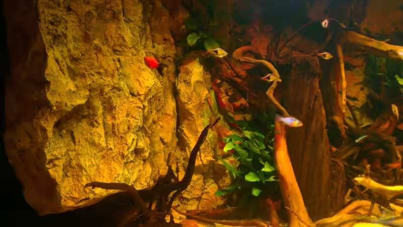 Besatz im Aquarium Gesellschafftsbecken Südamerika(nur noch als Bsp.) von Biffty (118)