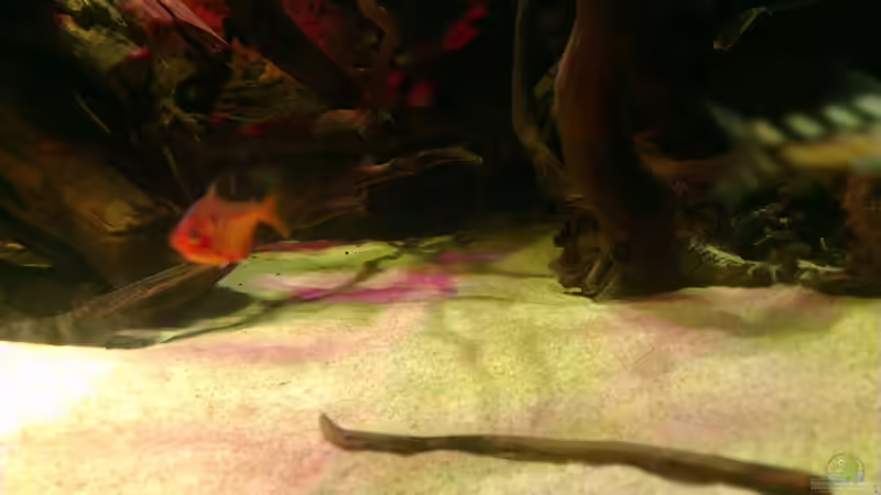 Besatz im Aquarium Gesellschafftsbecken Südamerika(nur noch als Bsp.) von Biffty (120)