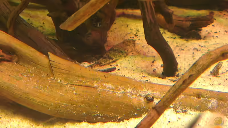 Besatz im Aquarium Gesellschafftsbecken Südamerika(nur noch als Bsp.) von Biffty (121)