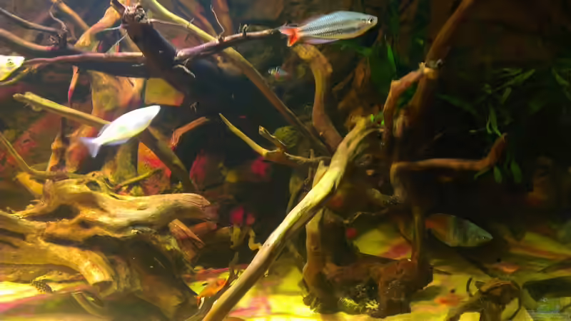 Besatz im Aquarium Gesellschafftsbecken Südamerika(nur noch als Bsp.) von Biffty (122)