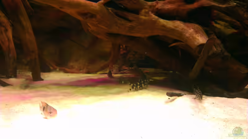 Besatz im Aquarium Gesellschafftsbecken Südamerika(nur noch als Bsp.) von Biffty (123)