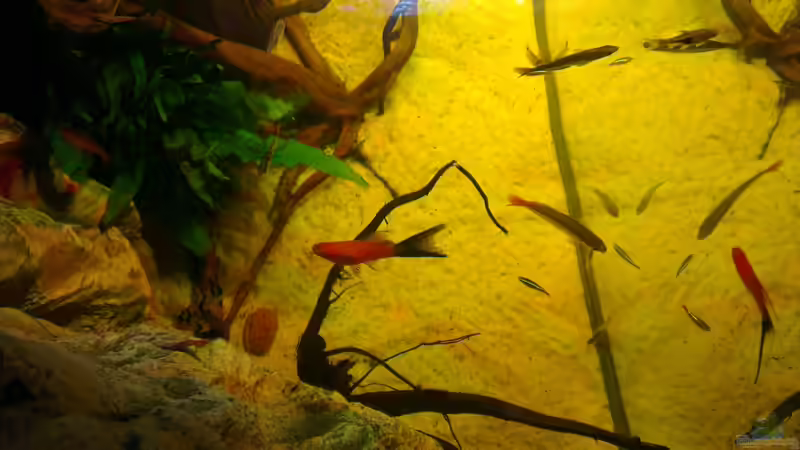 Besatz im Aquarium Gesellschafftsbecken Südamerika(nur noch als Bsp.) von Biffty (89)