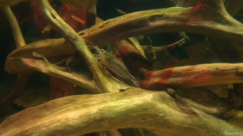 Besatz im Aquarium Gesellschafftsbecken Südamerika(nur noch als Bsp.) von Biffty (90)