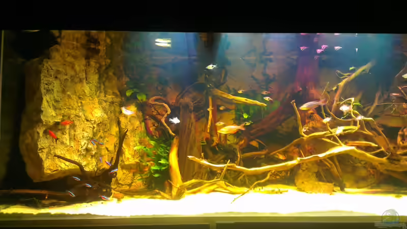 Besatz im Aquarium Gesellschafftsbecken Südamerika(nur noch als Bsp.) von Biffty (91)