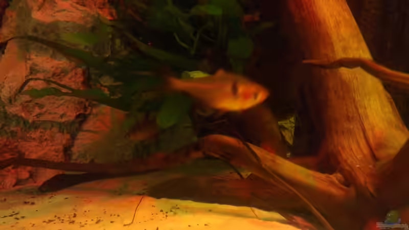 Besatz im Aquarium Gesellschafftsbecken Südamerika(nur noch als Bsp.) von Biffty (92)