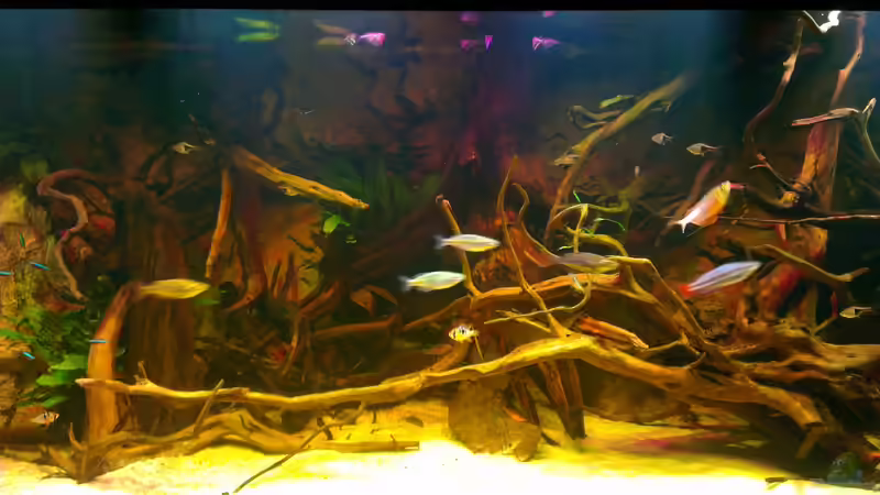 Besatz im Aquarium Gesellschafftsbecken Südamerika(nur noch als Bsp.) von Biffty (93)