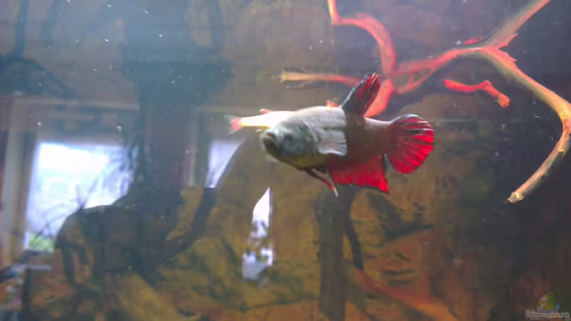 Besatz im Aquarium Gesellschafftsbecken Südamerika(nur noch als Bsp.) von Biffty (94)